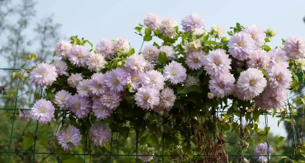 小空間也能美上天，你的花園真的很需要她！