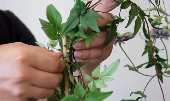 植物黃金生長季，如何給小鐵凹個美美的造型？且聽潘師傅為你講解