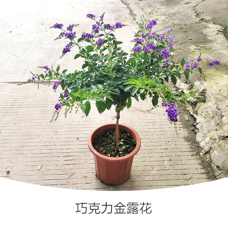 金露花 | 人間巧克力，開(kāi)花時(shí)隔壁小孩要饞哭