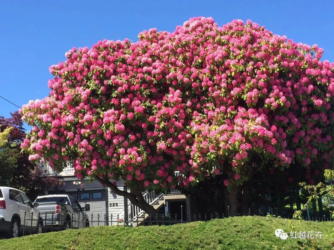 美如神的高山杜鵑，真正的花園王者！