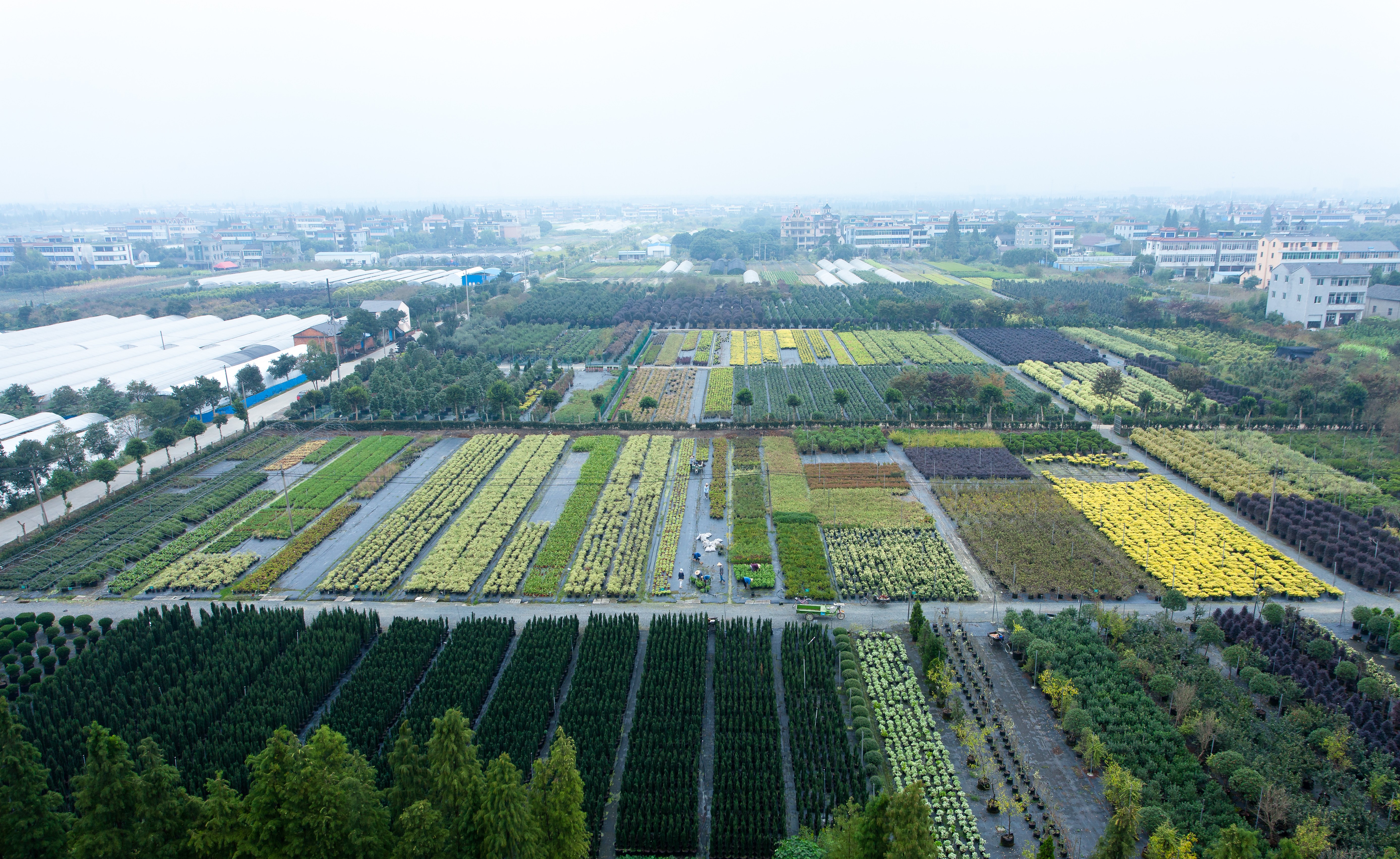 你好呀，2024虹越年度植物